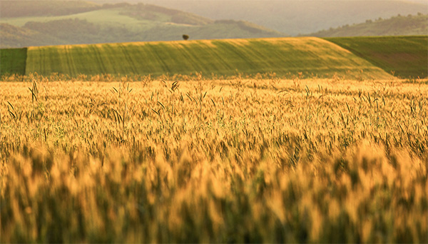 Minimice el uso excesivo de fertilizantes y pesticidas.