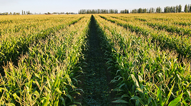 Con una precisión de ±2,5 cm, el autodirector NX510 proporciona un control perfecto de la separación entre hileras para el cultivo conjunto.