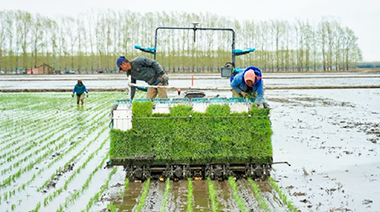 A lo largo de las temporadas de siembra del arroz, CHCNAV ayudó a miles de agricultores de distintos países a obtener cosechas óptimas. 