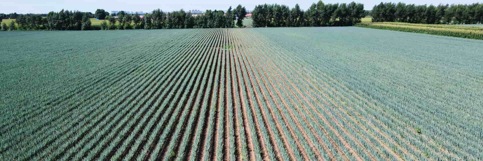 A direção automática CHCNAV aumenta o rendimento das explorações agrícolas através do controlo preciso das linhas.